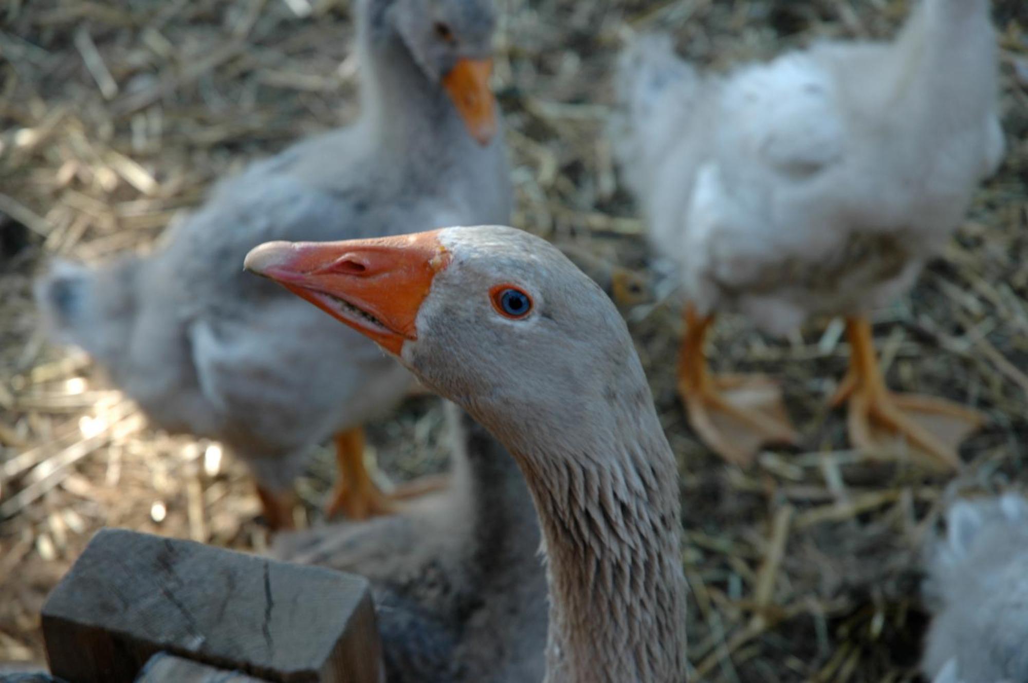 La Ferme De Marie Lägenhet Rangen Exteriör bild